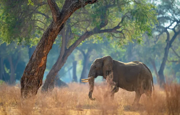 Forest, light, trees, branches, elephant, walk