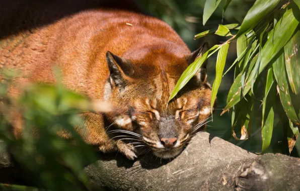 Cat, face, leaves, the sun, stay, sleep, Golden cat, tamminga