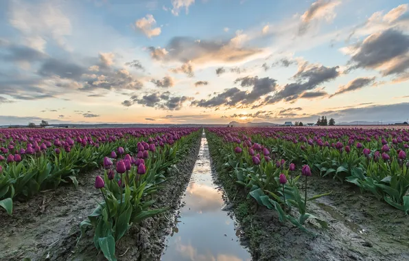 Field, the sky, water, clouds, flowers, spring, dal, morning