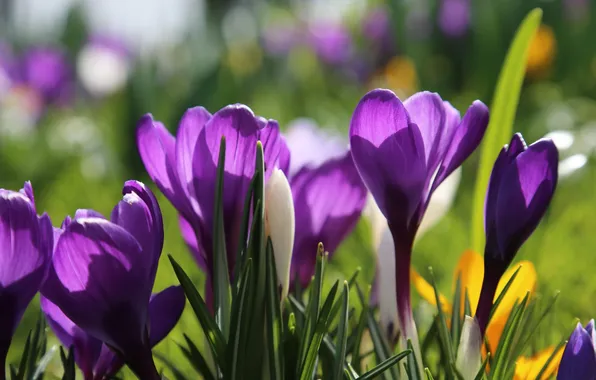 Greens, light, flowers, spring, yellow, garden, purple, crocuses