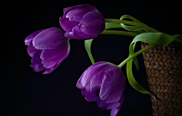 Flowers, basket, tulips, composition