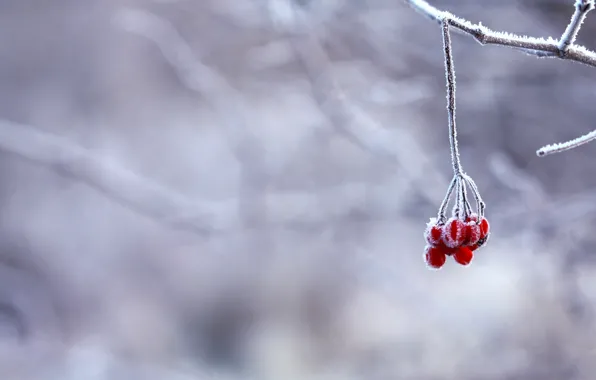 Winter, frost, snow, berries, branch, red