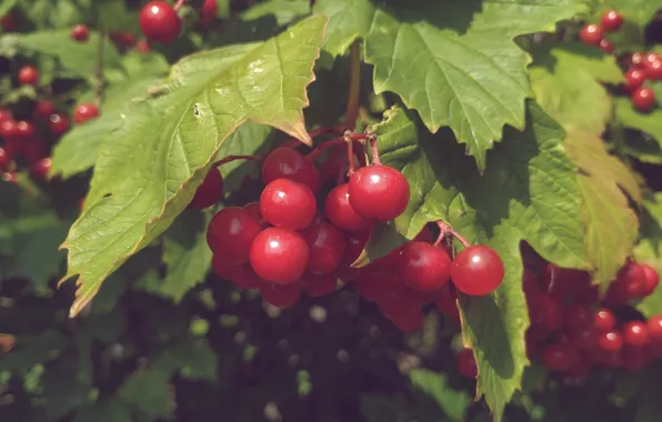 August, inspiration, red beads, bunches of viburnum