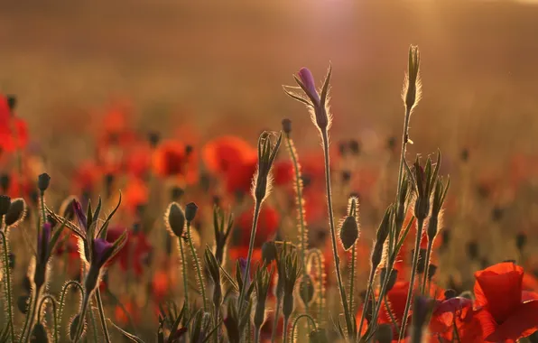 Field, summer, flowers, nature, Maki