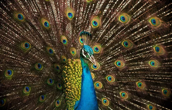 Colorful, bird, peacock