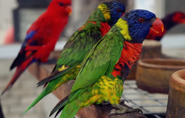 Wallpaper, colourful, bird, birds, magnificent, high, sharp, splendid