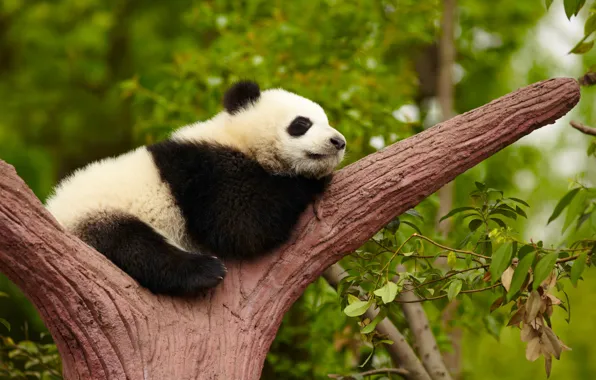 Wallpaper China, Tree, Panda, China, Giant panda, Giant panda, Panda ...