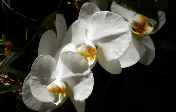 Flower, grass, flowers, widescreen, Wallpaper, wallpaper, Orchid, widescreen