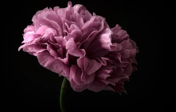 Flower, purple, stem, flower, purple, stalk