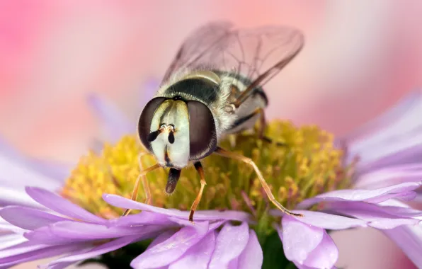 Flower, eyes, macro, fly, background, wings, petals, muzzle