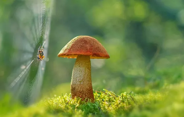 Picture mushrooms, web, spider, boletus