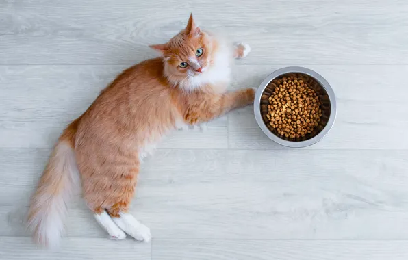 Cat, cat, red, flooring, floor, lies, bowl, food