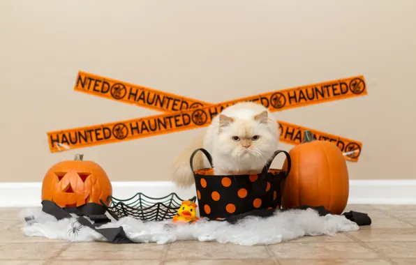 Autumn, cat, white, cat, holiday, web, bucket, pumpkin