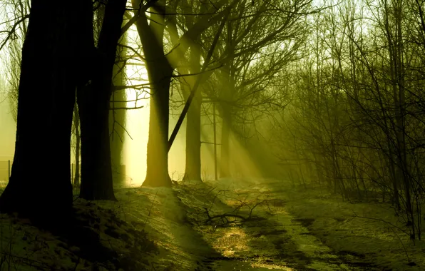 Picture forest, snow, trees, spring, the sun's rays, March, early, melting
