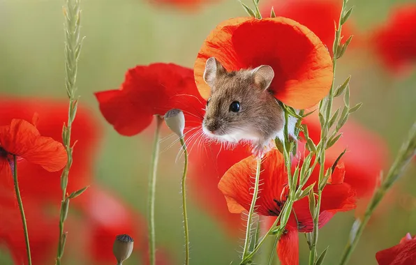 Look, flowers, Maki, texture, mouse, mouse, muzzle, red
