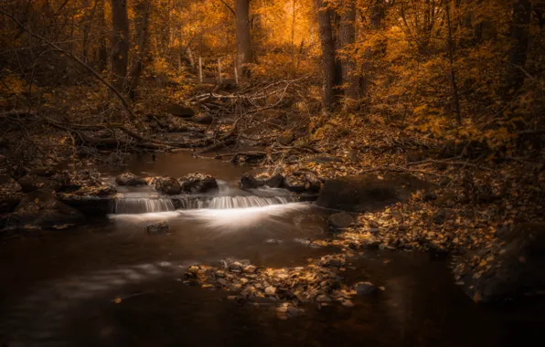 Picture autumn, forest, trees, foliage, river, the bridge