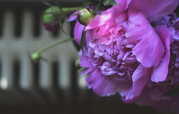 Picture flower, petals, peony