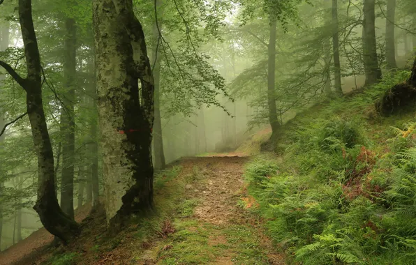 Forest, trees, nature, fog, path