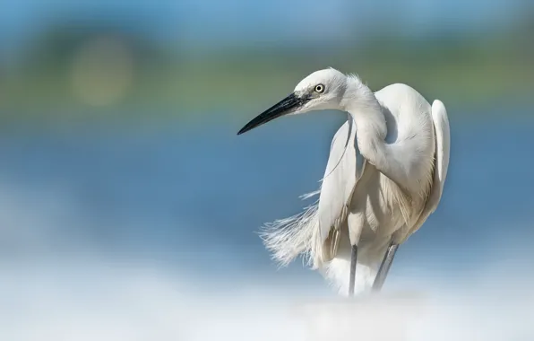 Nature, background, bird, Heron