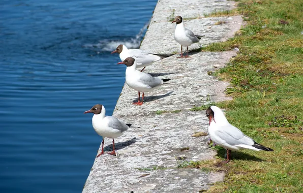 Water, birds, nature, shore, stone, seagulls