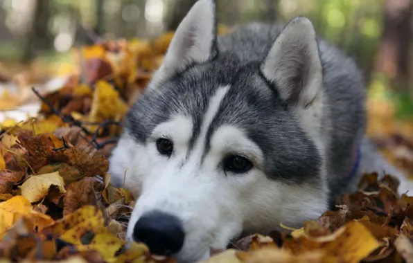 Autumn, forest, leaves, nature, Dog, husky, breed, sad. eyes