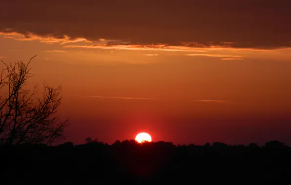 Cloud, tree, sunrise