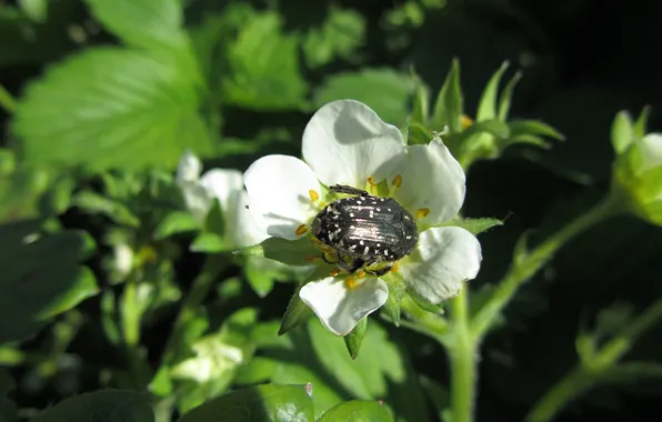 Picture flowers, beetle, strawberry