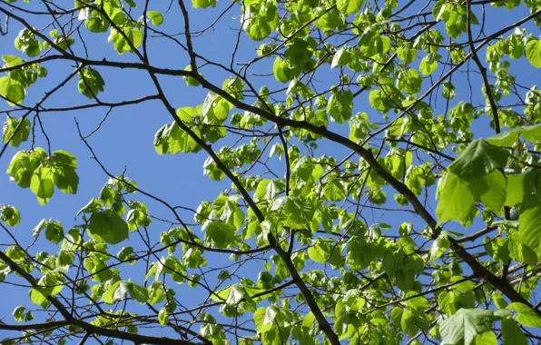 The sky, leaves, branches, April, spring 2018, Meduzanol ©