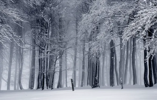 Picture snow, winter, branch, nature, frost, trees, branches, monochrome