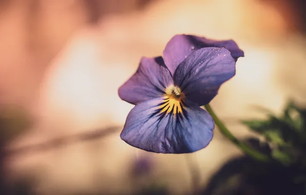 Background, Pansy, purple, bokeh, viola, violet