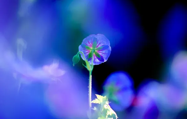 Macro, flowers, petals, stem