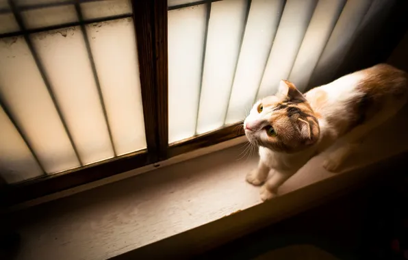 Picture cat, house, window