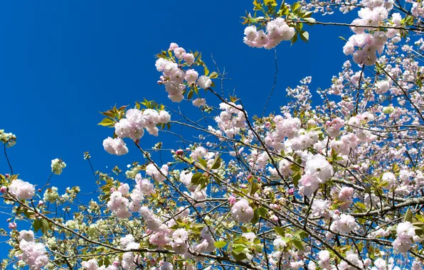 The sky, flowers, branches, spring, garden