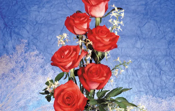Picture background, roses, red