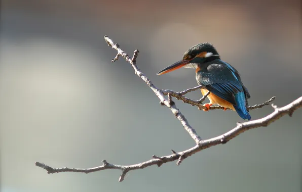 Picture bird, color, branch, beak, Kingfisher