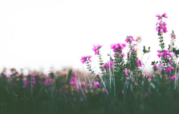 Picture the sky, flowers, stems, bokeh