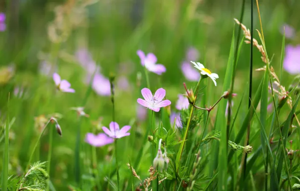 Greens, background, flowers