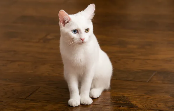 Picture white, eyes, cat