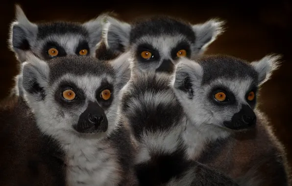 Picture eyes, lemurs, faces