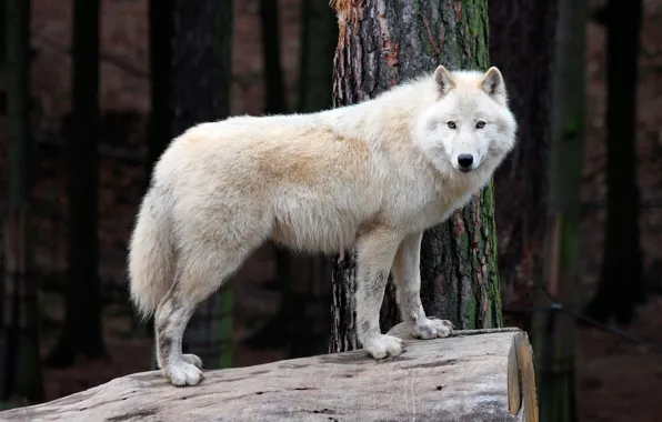 Picture forest, white, trees, nature, wolf, predator