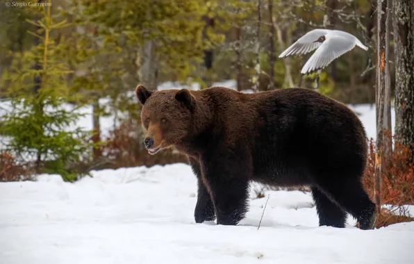 Winter, forest, snow, trees, nature, bird, bear, bokeh