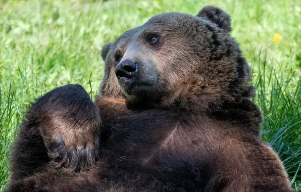 Grass, look, face, light, pose, glade, paws, bear