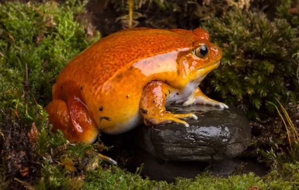 Macro, nature, stones, thickets, moss, frog, profile, beauty