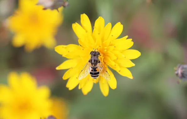 Picture flower, fly, background, pollen