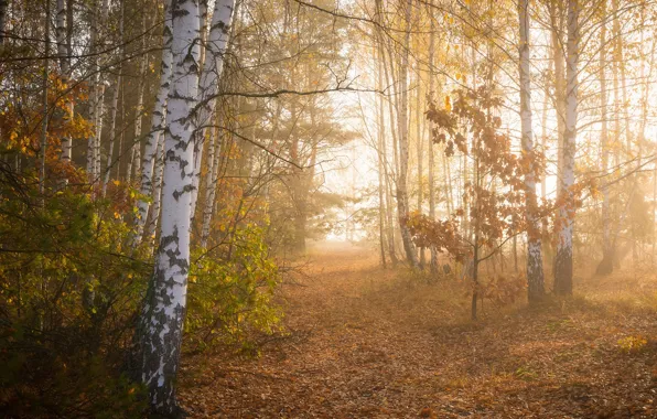 Picture autumn, forest, Golden autumn