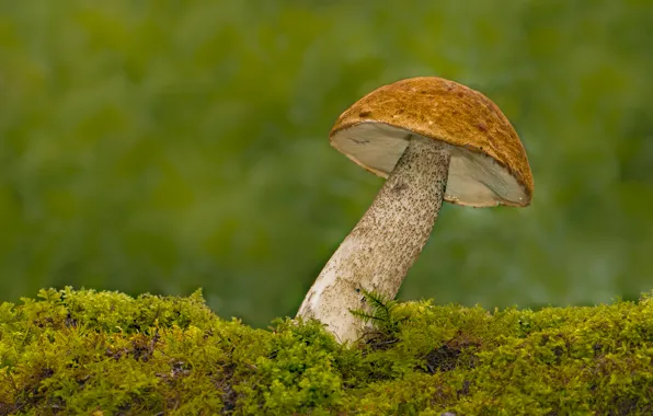 Picture macro, mushroom, moss, Boletus