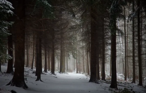 Winter, forest, snow, trees, nature