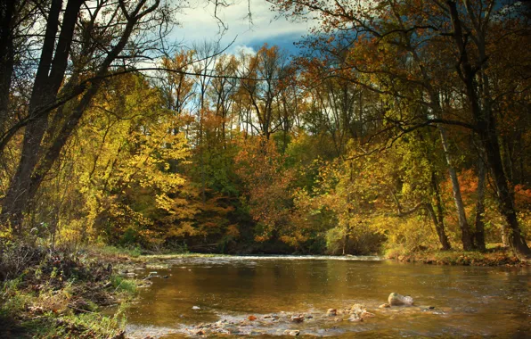 Autumn, forest, the sky, leaves, trees, river, Nature, colorful