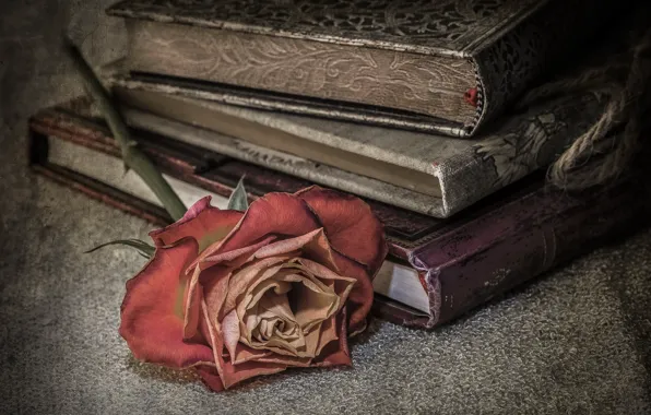 Picture background, roses, book