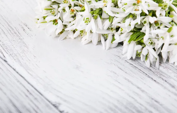 Picture white, flowers, table, background, snowdrops, white, beautiful, Olena Rudo